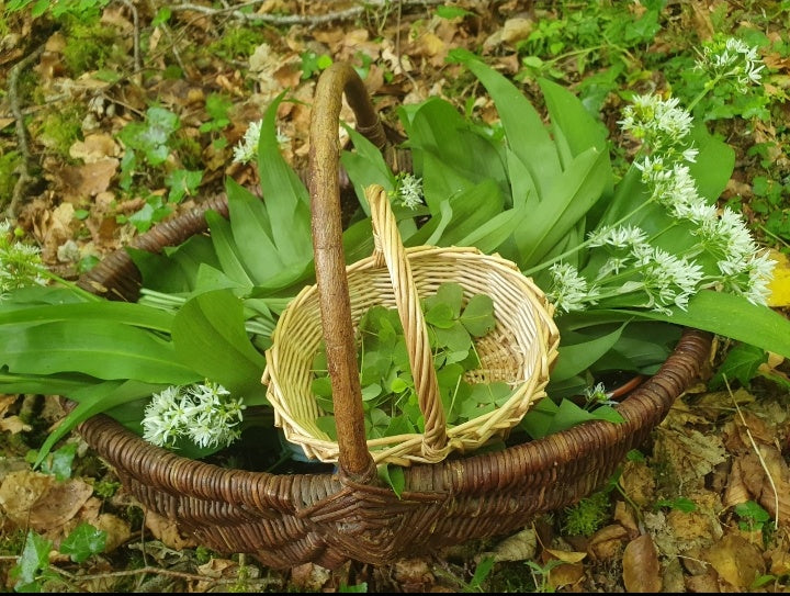 All Things Foraging with Nourished in Nature Ireland